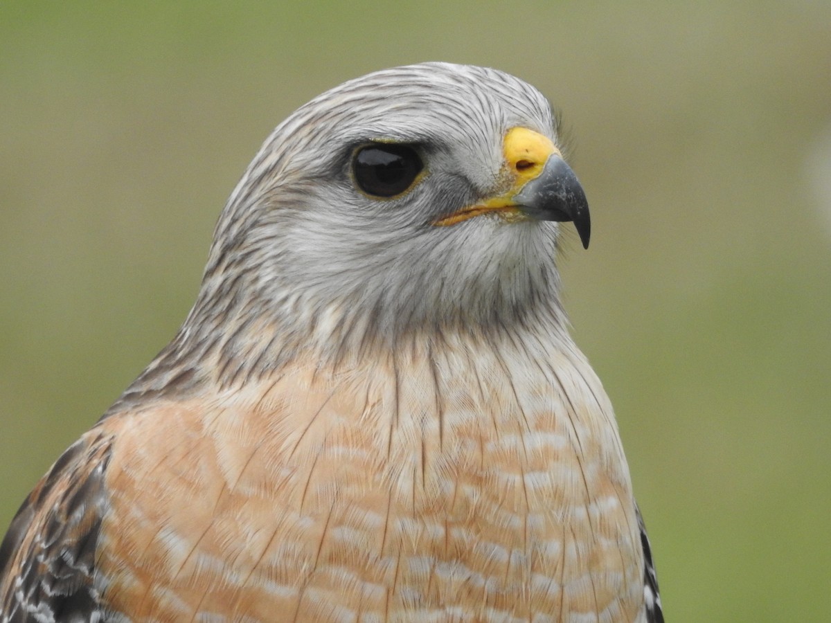 Red-shouldered Hawk (extimus) - ML613462507