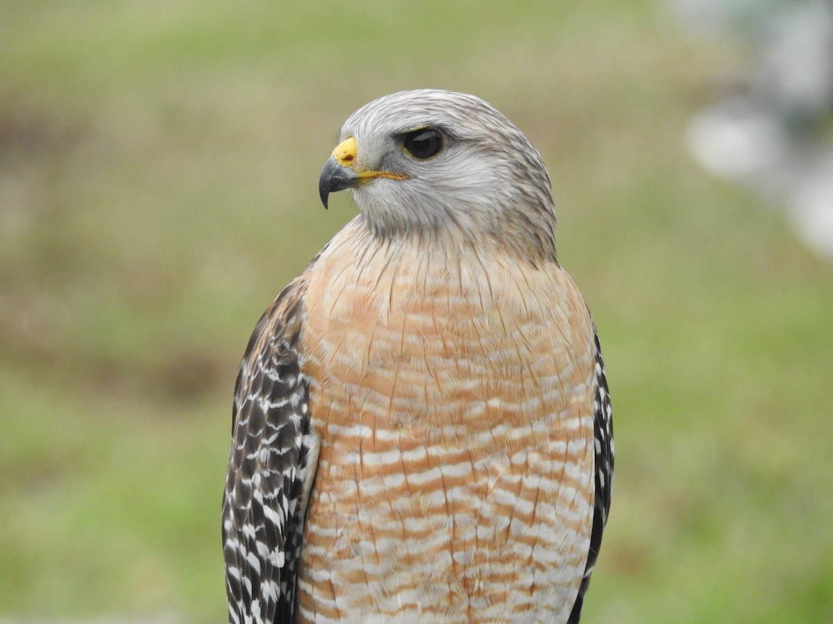 Red-shouldered Hawk (extimus) - ML613462508