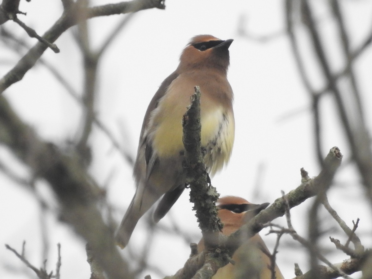 Cedar Waxwing - ML613462514