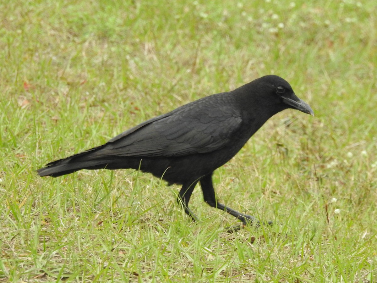 American Crow - ML613462521