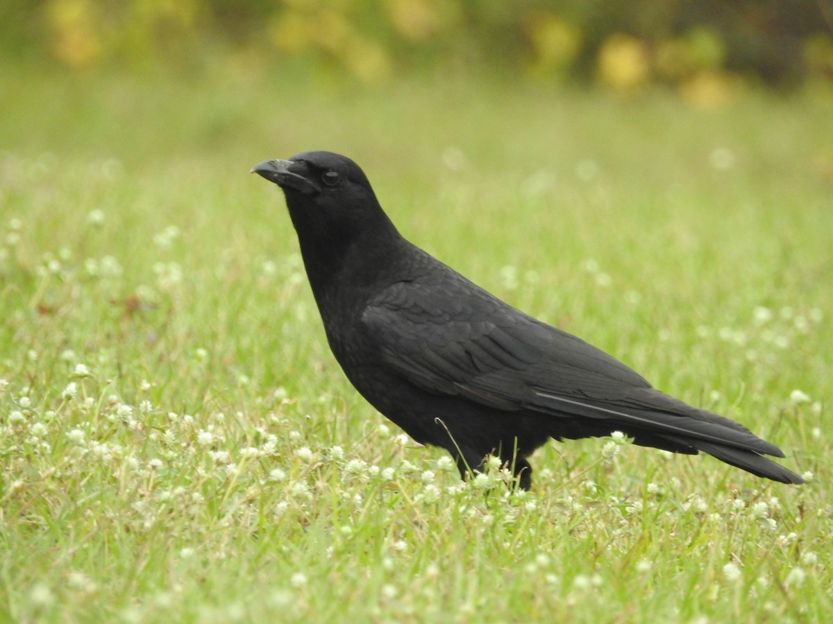 American Crow - ML613462524