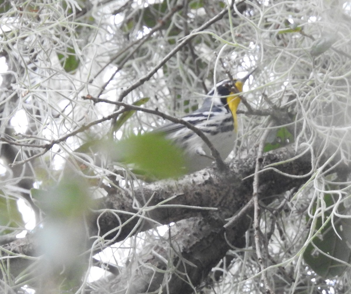 Yellow-throated Warbler - ML613462534