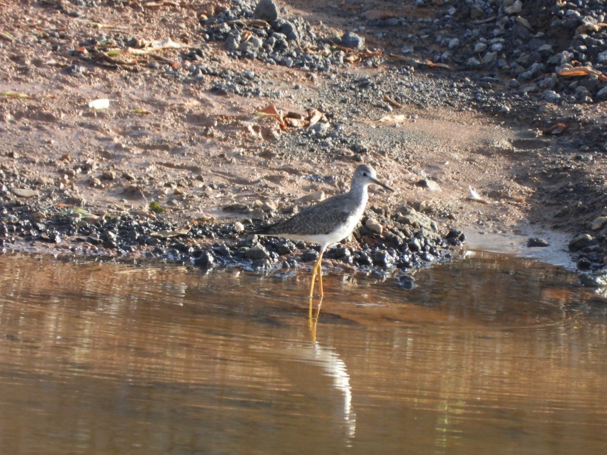 Lesser Yellowlegs - Miguel Hernández Santana