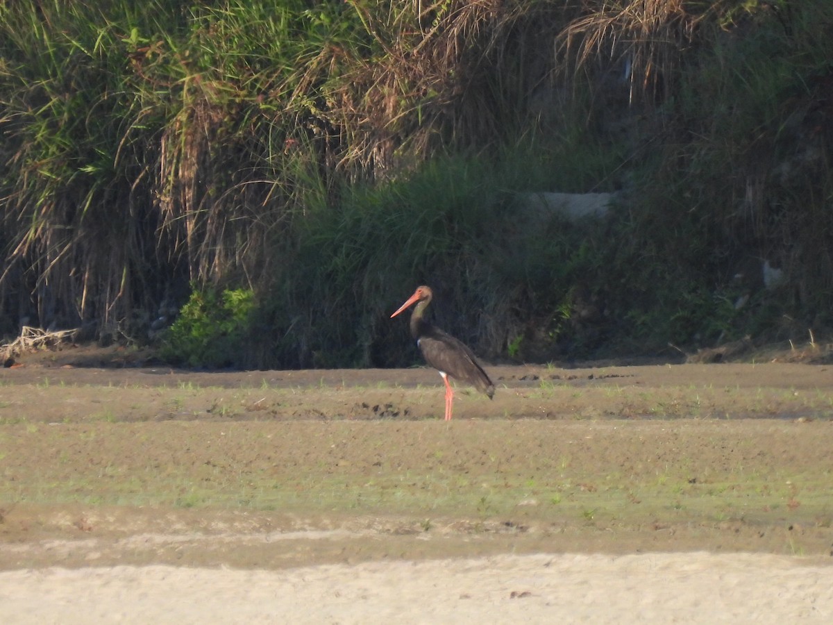 Black Stork - ML613462583