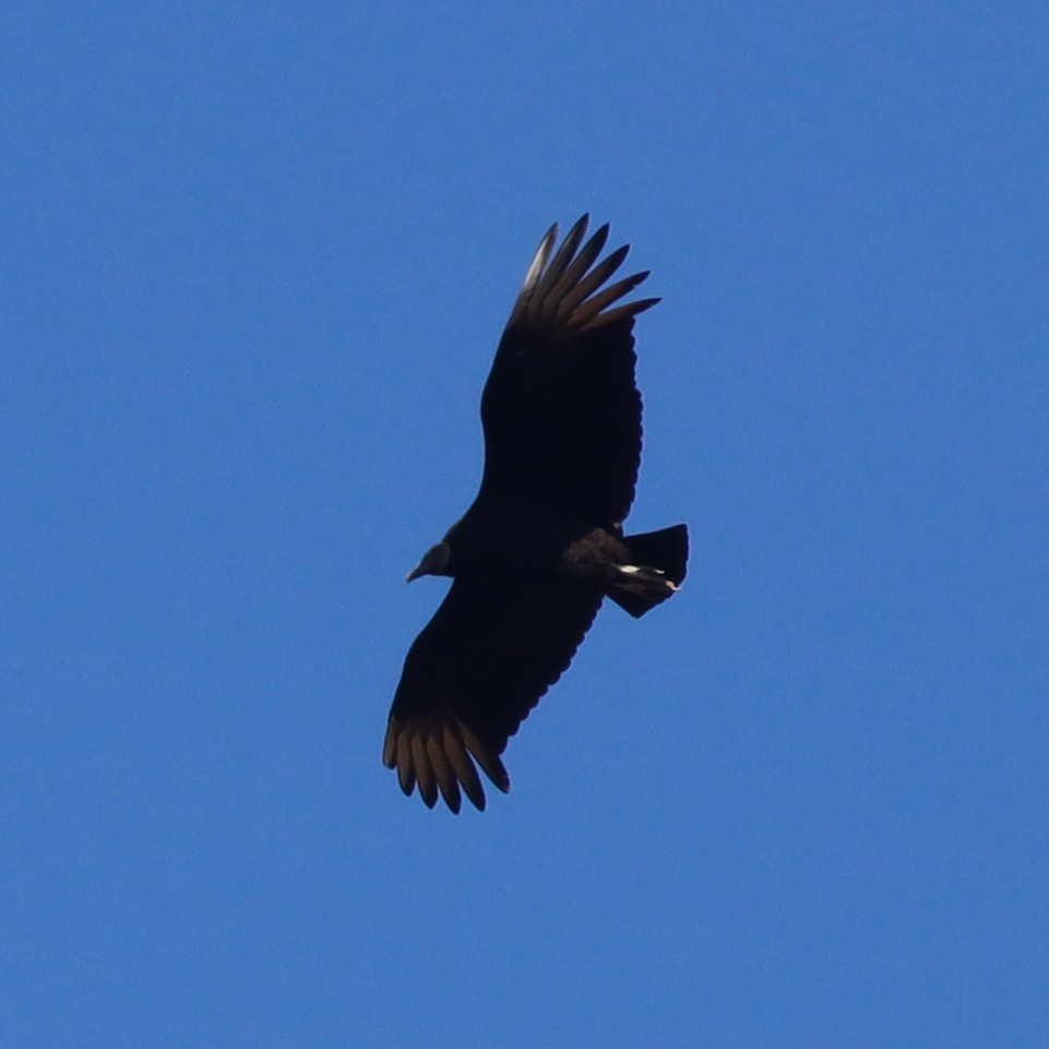 Black Vulture - ML613462605