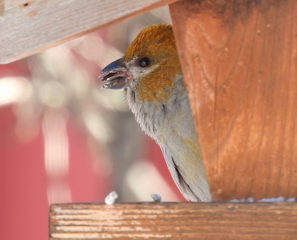 Pine Grosbeak - ML613462612