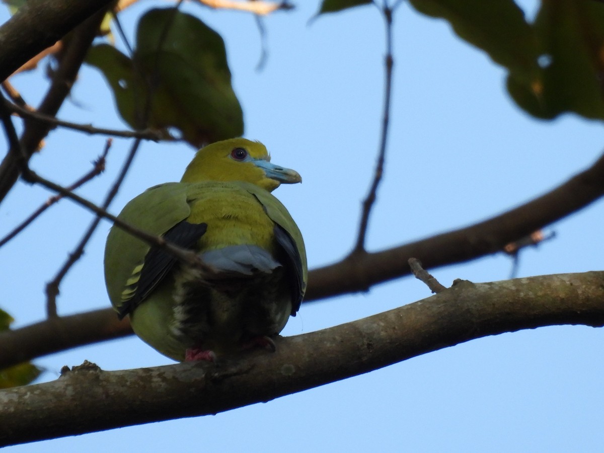 Pin-tailed Green-Pigeon - ML613462687