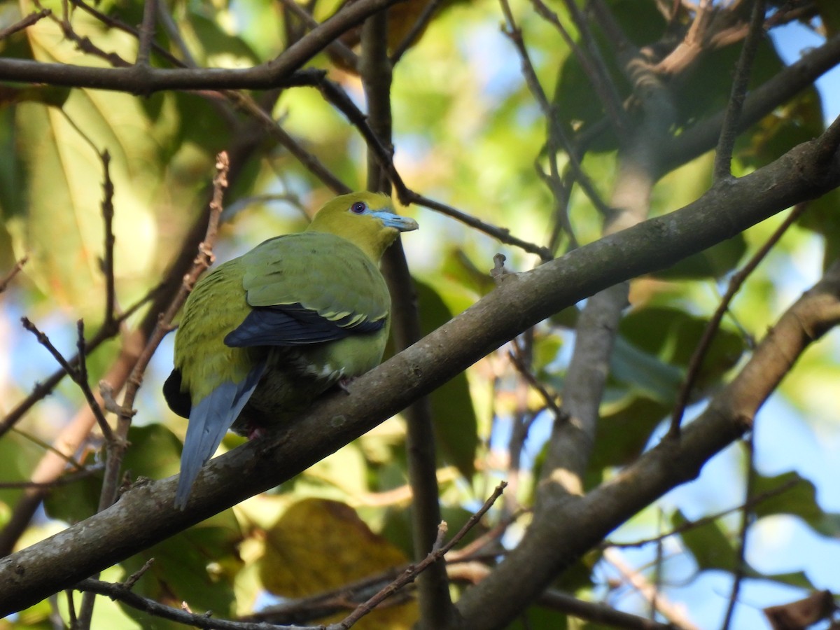 Pin-tailed Green-Pigeon - Justin Streit