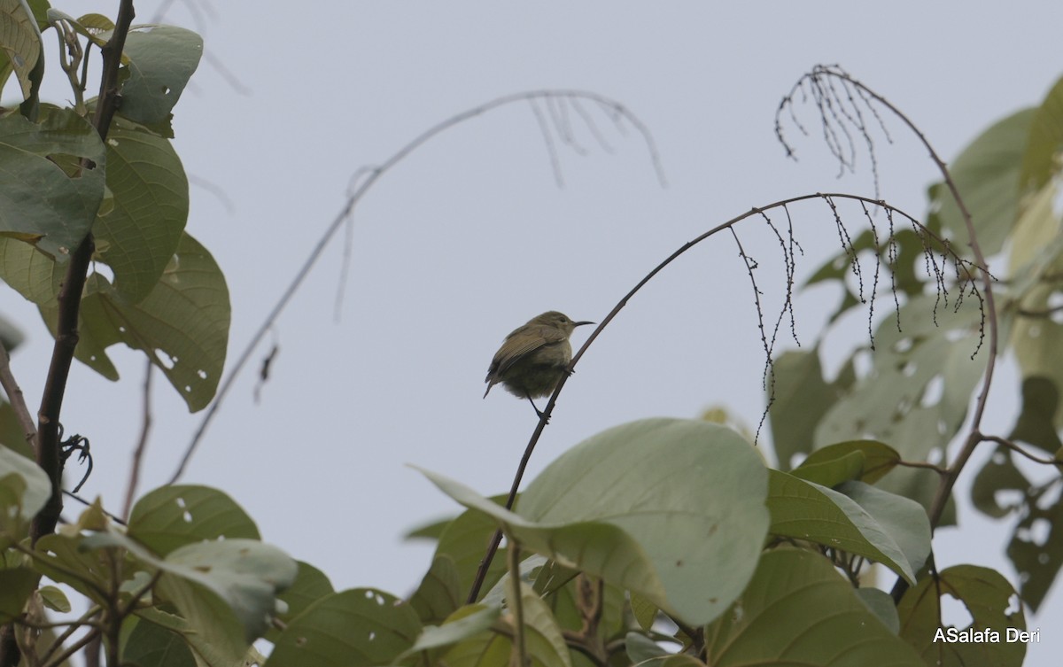 Little Green Sunbird - ML613462694