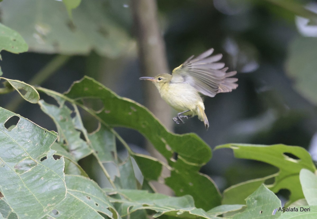 Little Green Sunbird - Fanis Theofanopoulos (ASalafa Deri)