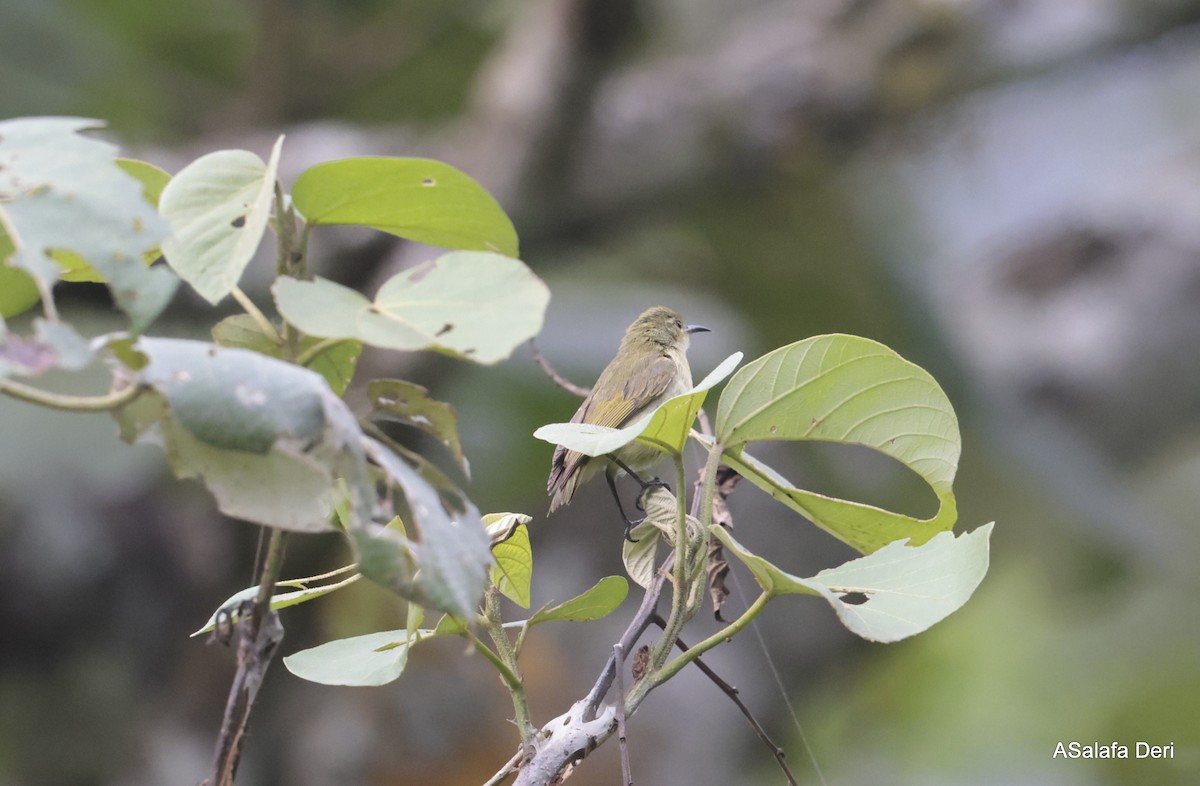 Little Green Sunbird - Fanis Theofanopoulos (ASalafa Deri)