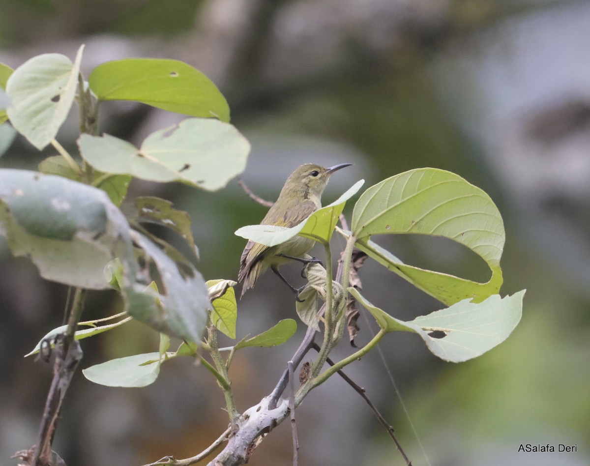 Little Green Sunbird - Fanis Theofanopoulos (ASalafa Deri)