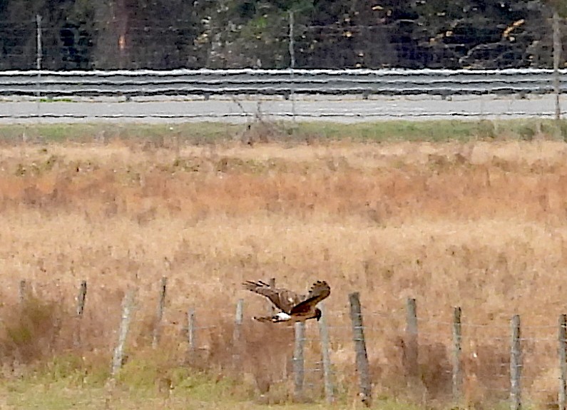 Northern Harrier - ML613462729