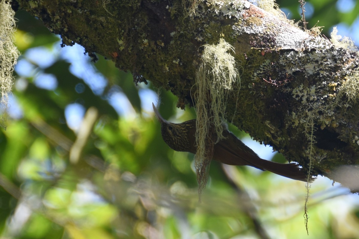 Spot-crowned Woodcreeper (Northern) - Luke Berg