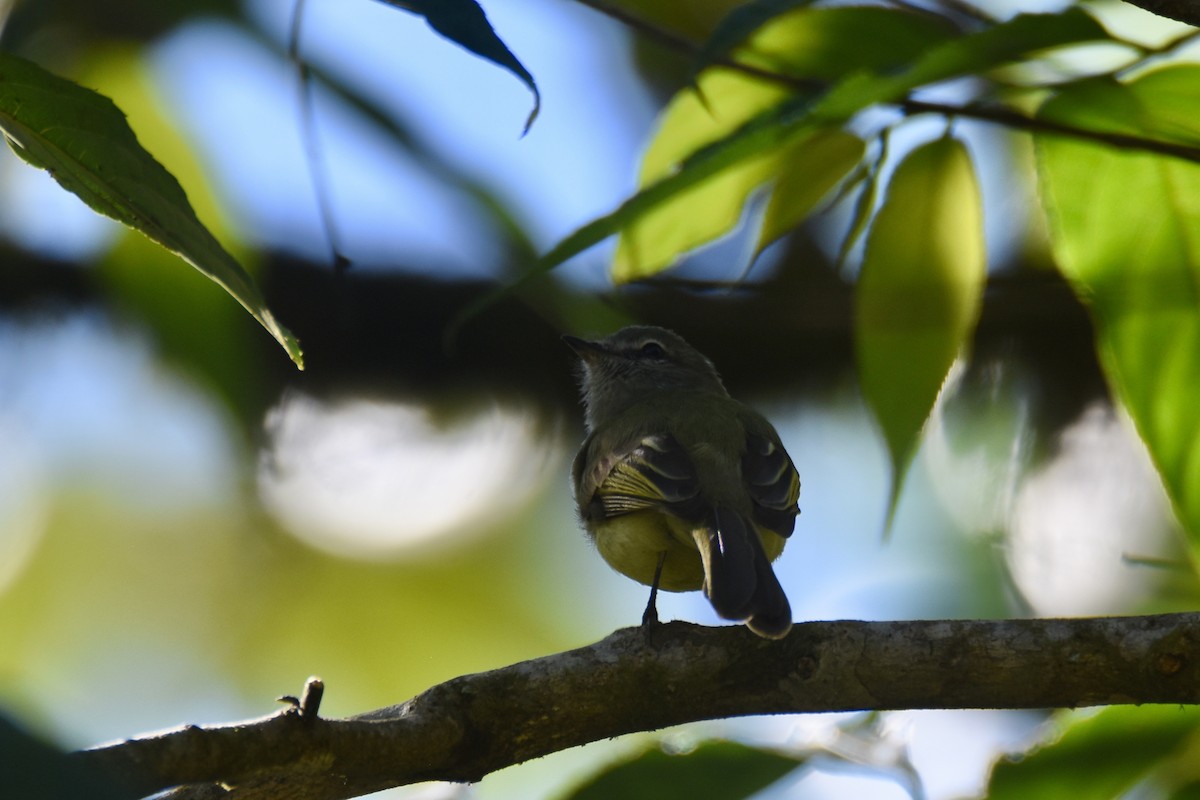 Greenish Elaenia (West Mexico) - ML613462950