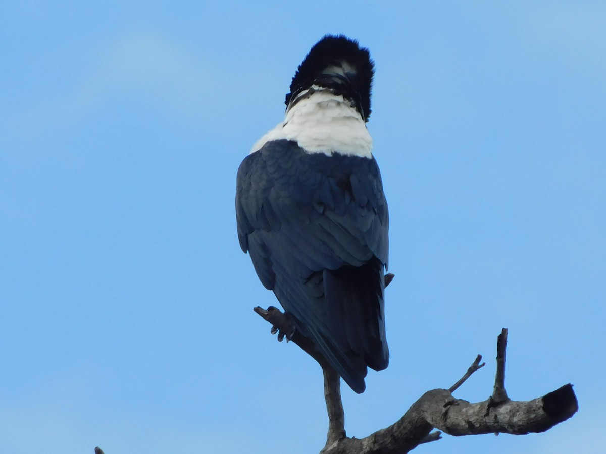 Pied Crow - Detlef Stremke