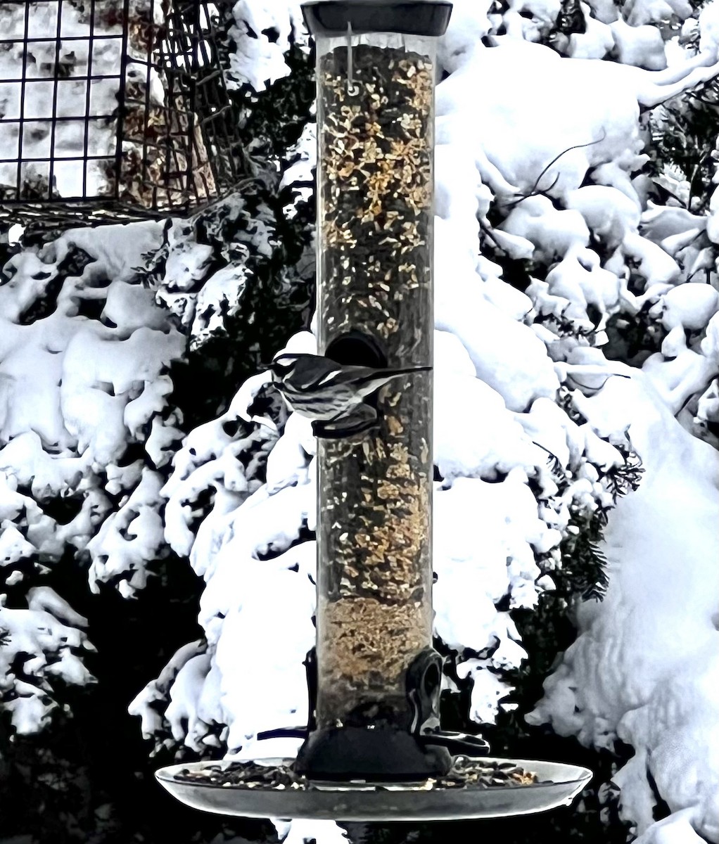 Black-throated Gray Warbler - ML613462982