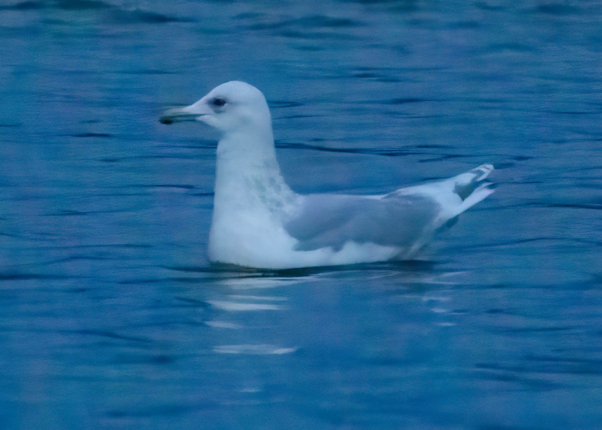 Iceland Gull - ML613463009