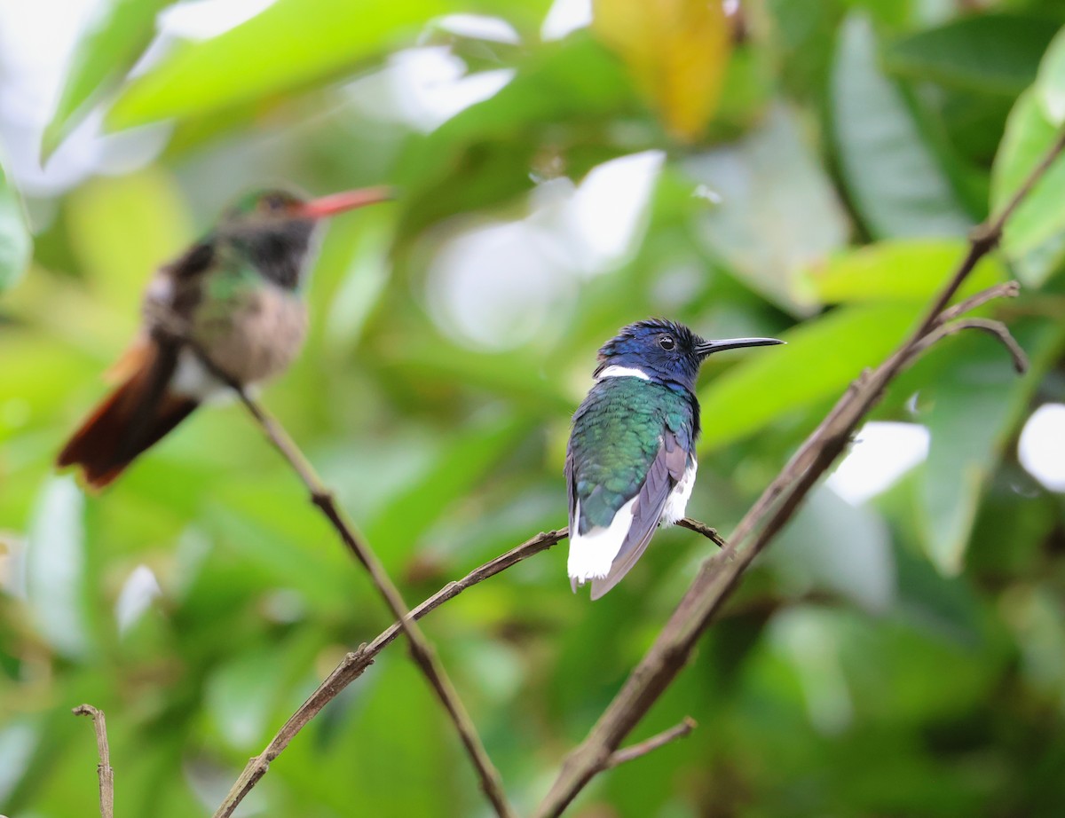 White-necked Jacobin - ML613463075