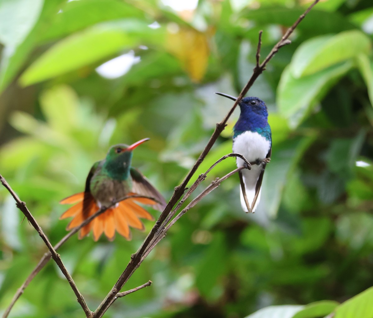 White-necked Jacobin - ML613463077