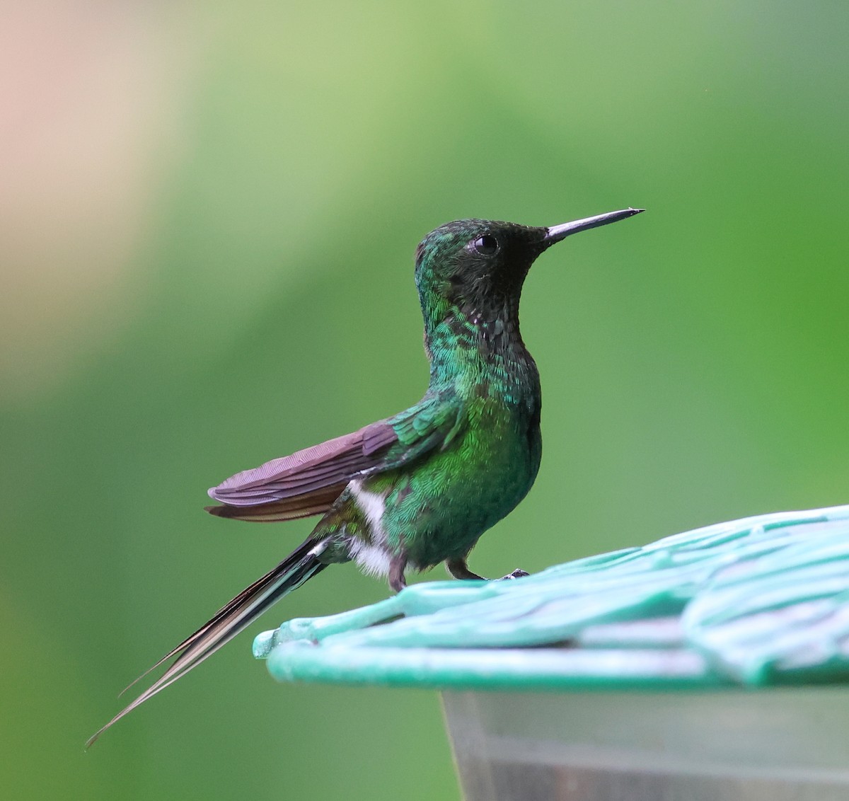 Rabudito Verde - ML613463084