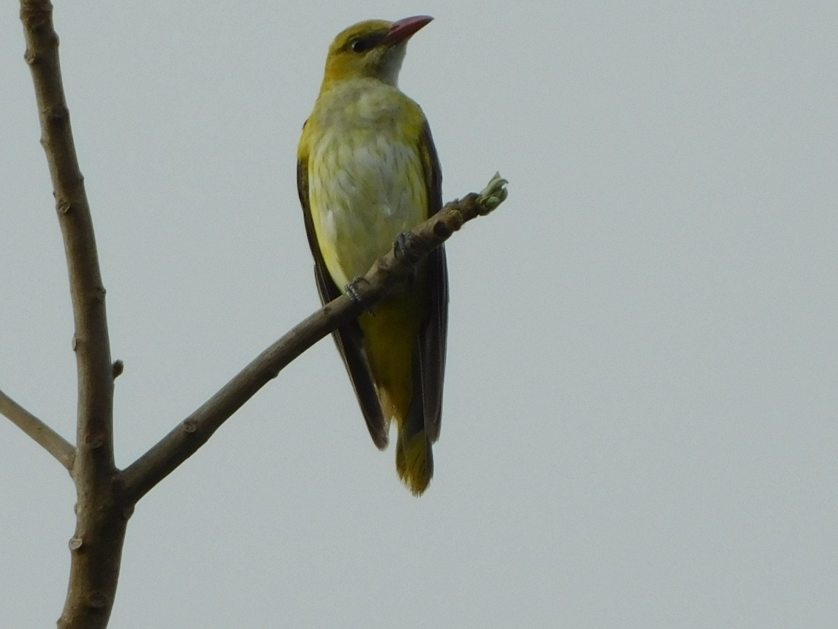 Eurasian Golden Oriole - ML613463091