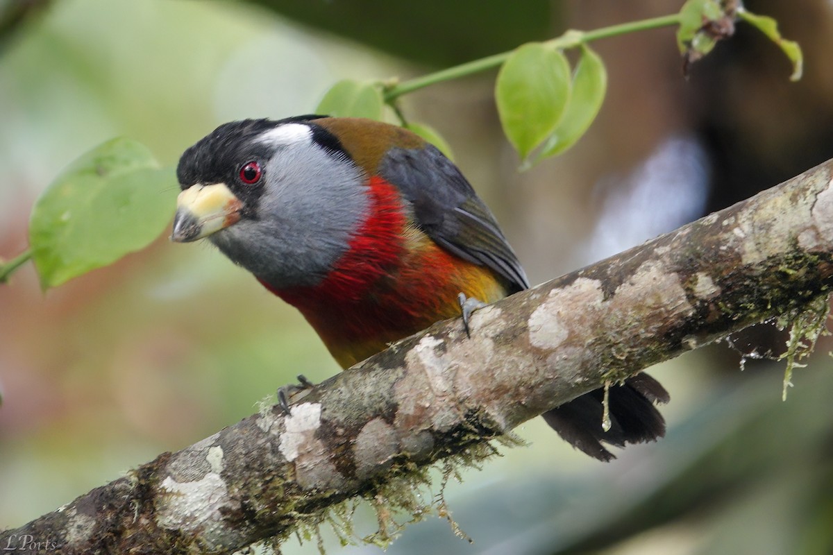 Toucan Barbet - Mark & Lois Ports