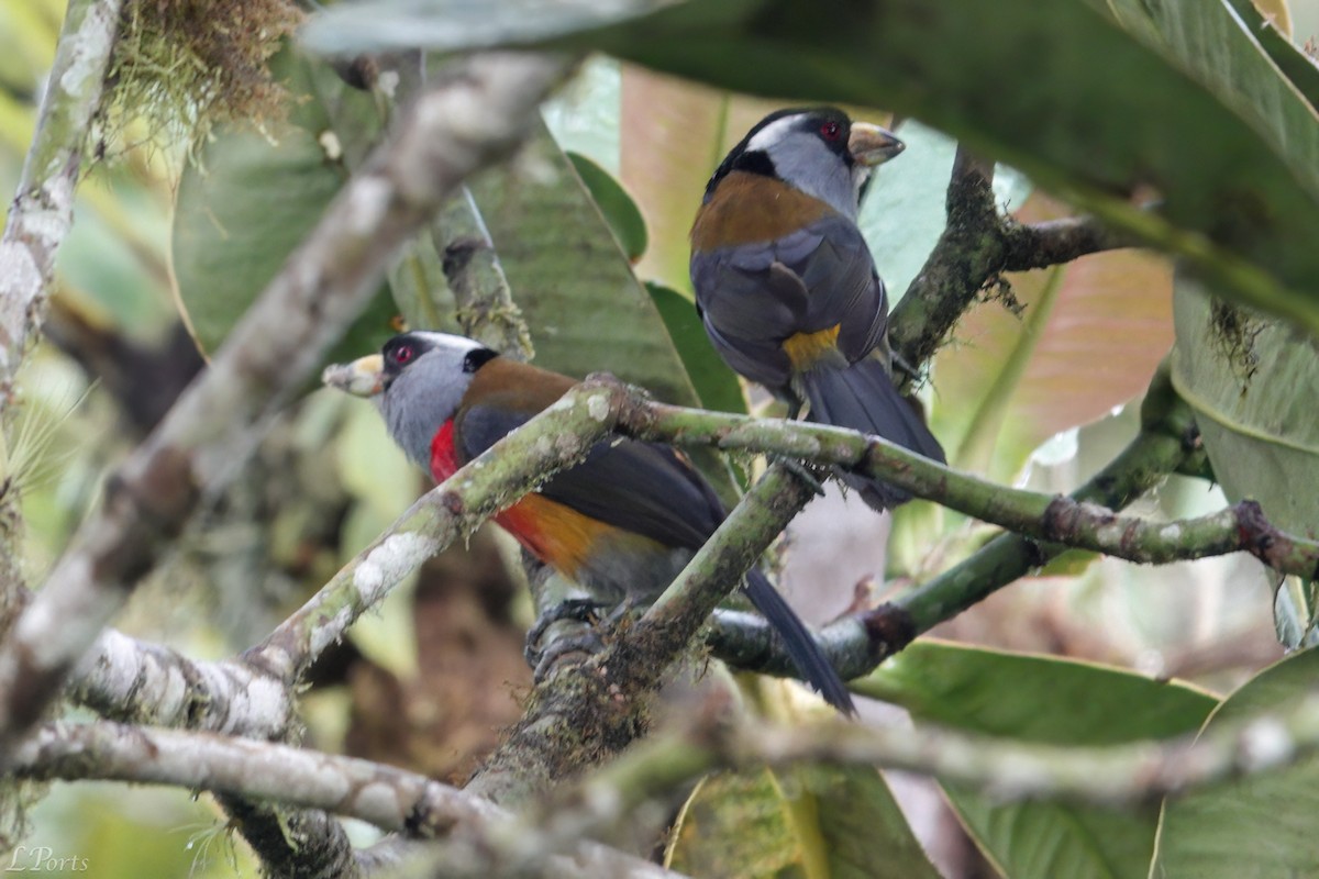 Toucan Barbet - Mark & Lois Ports