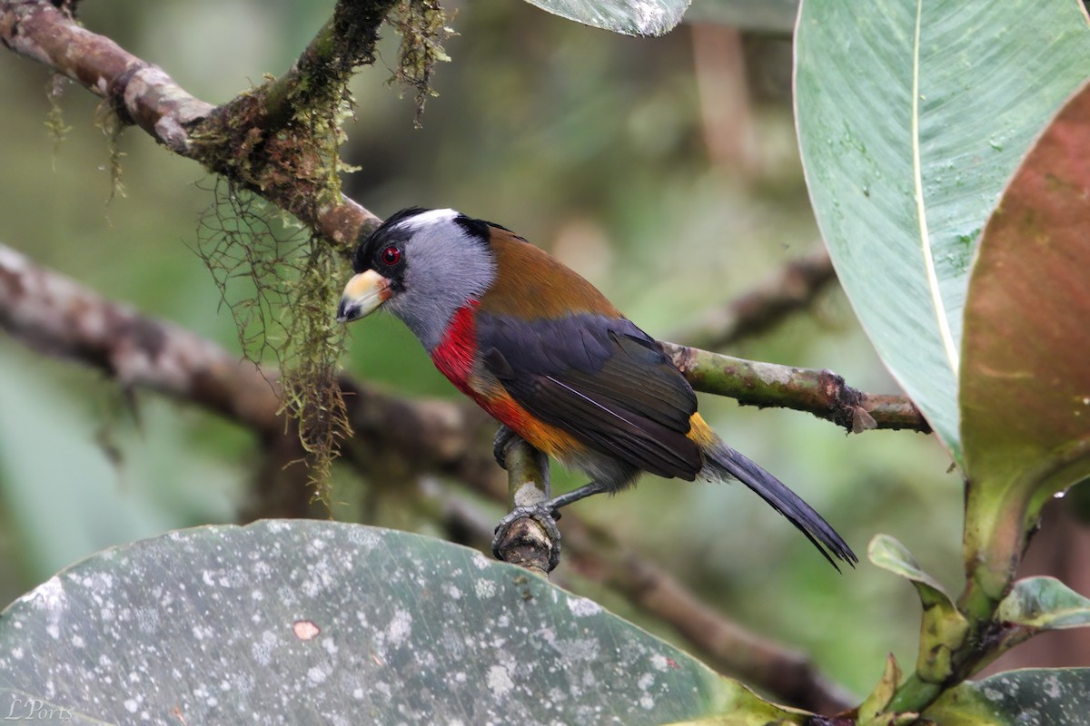 Toucan Barbet - Mark & Lois Ports