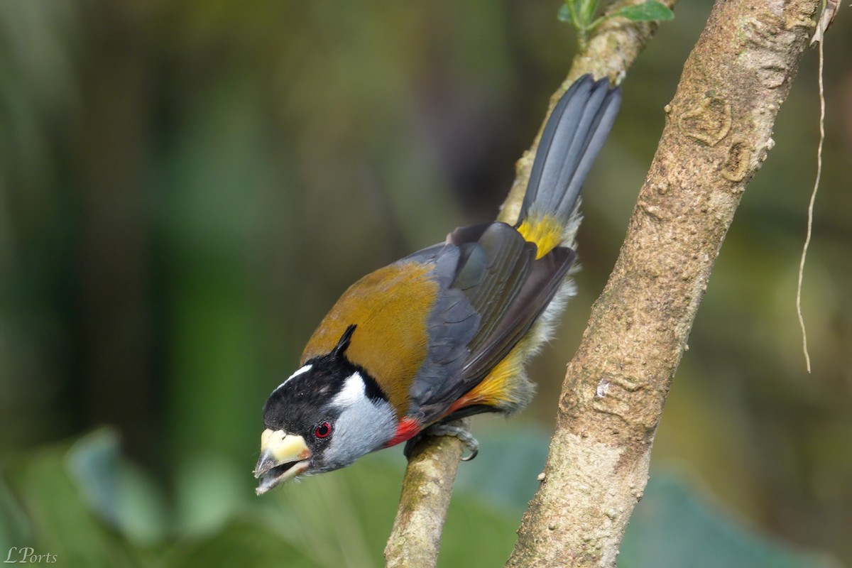 Toucan Barbet - Mark & Lois Ports