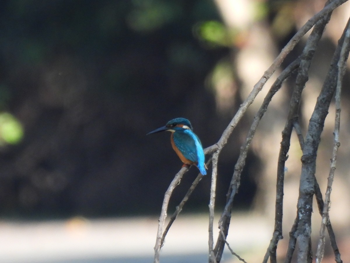 Common Kingfisher - ML613463175