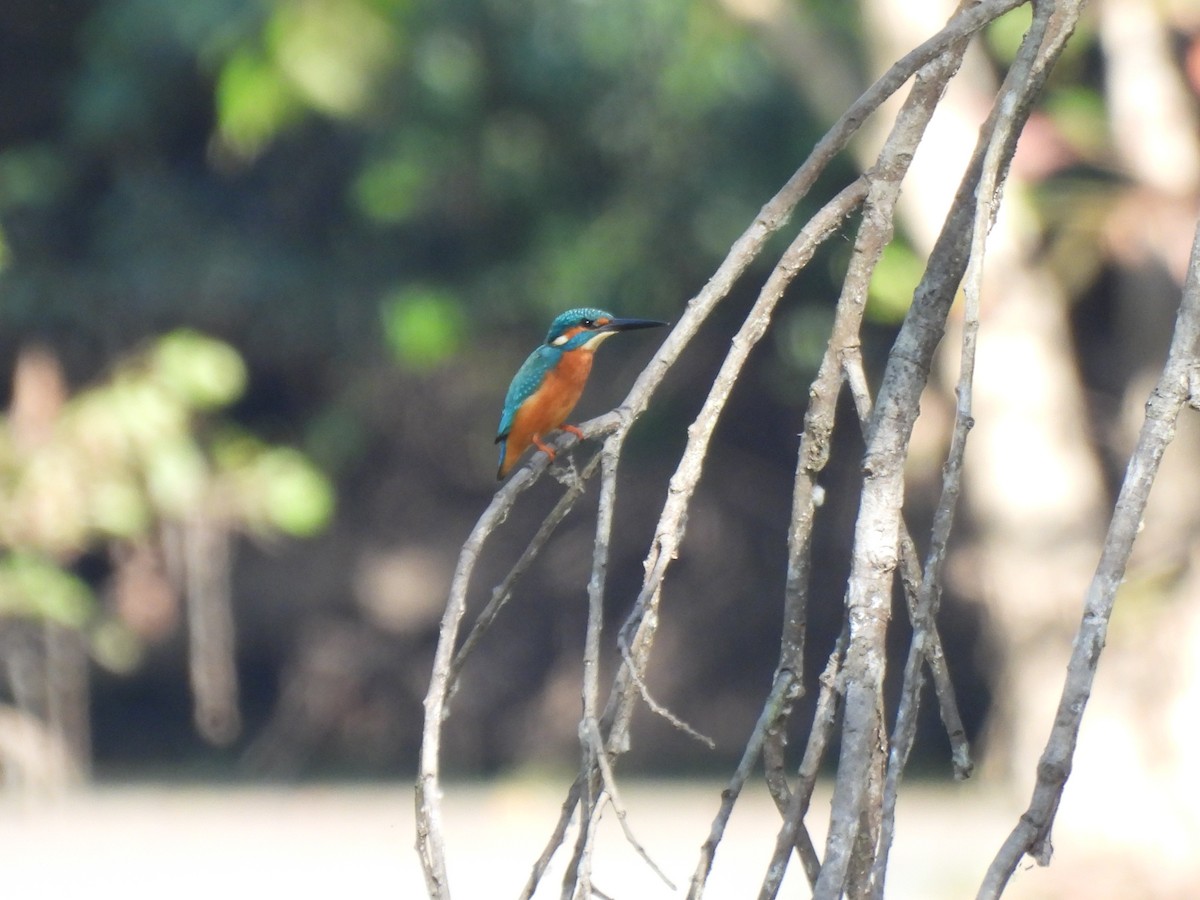 Common Kingfisher - ML613463191