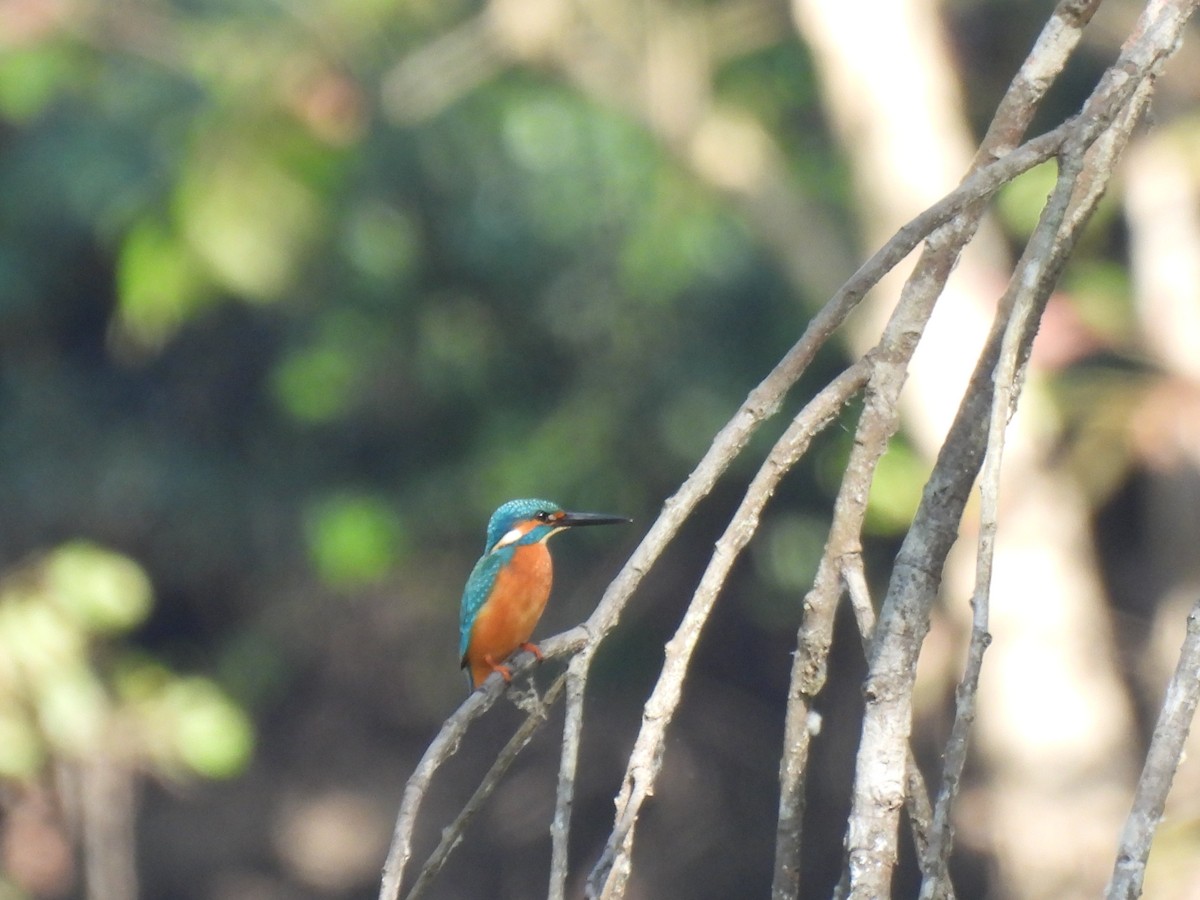 Common Kingfisher - ML613463204