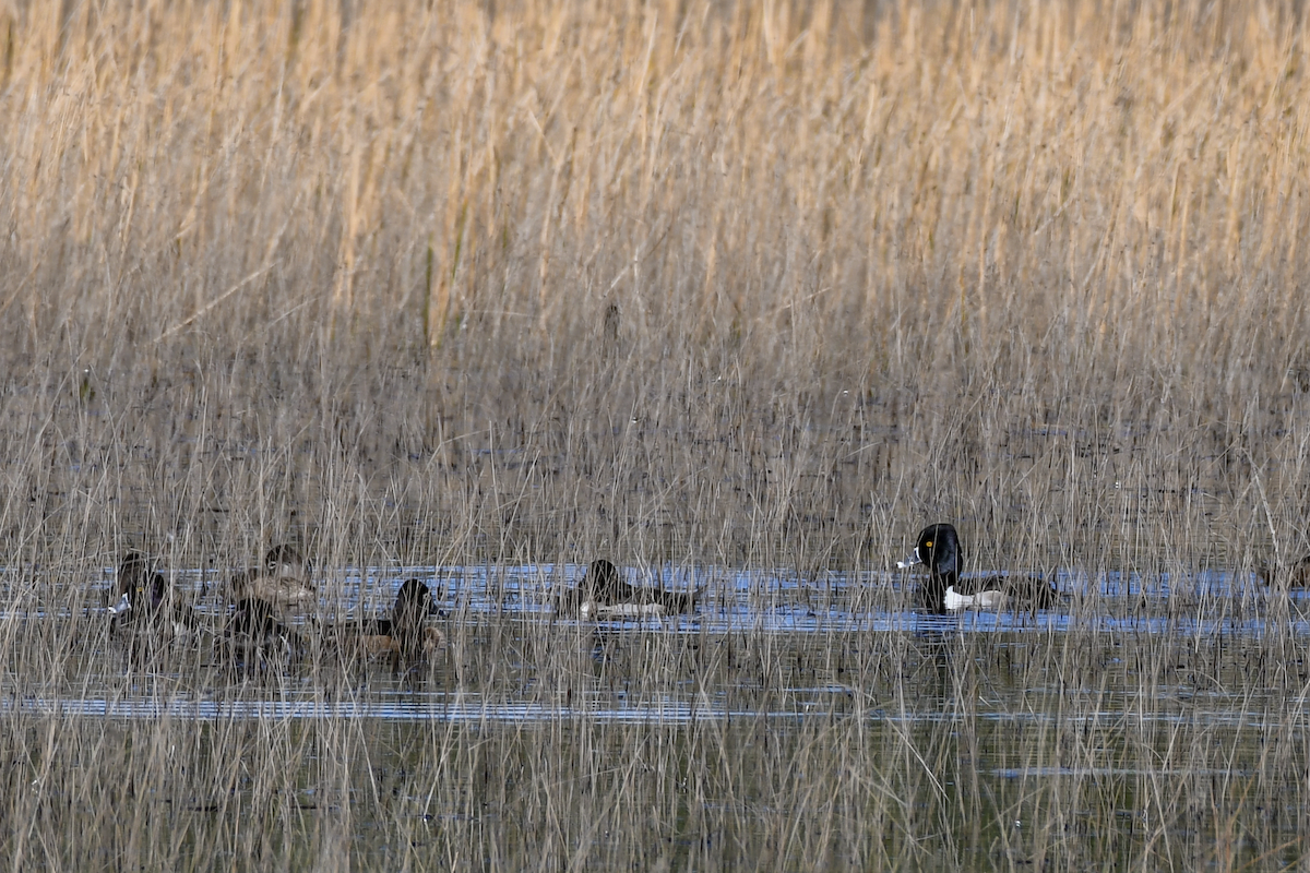 Ring-necked Duck - ML613463229