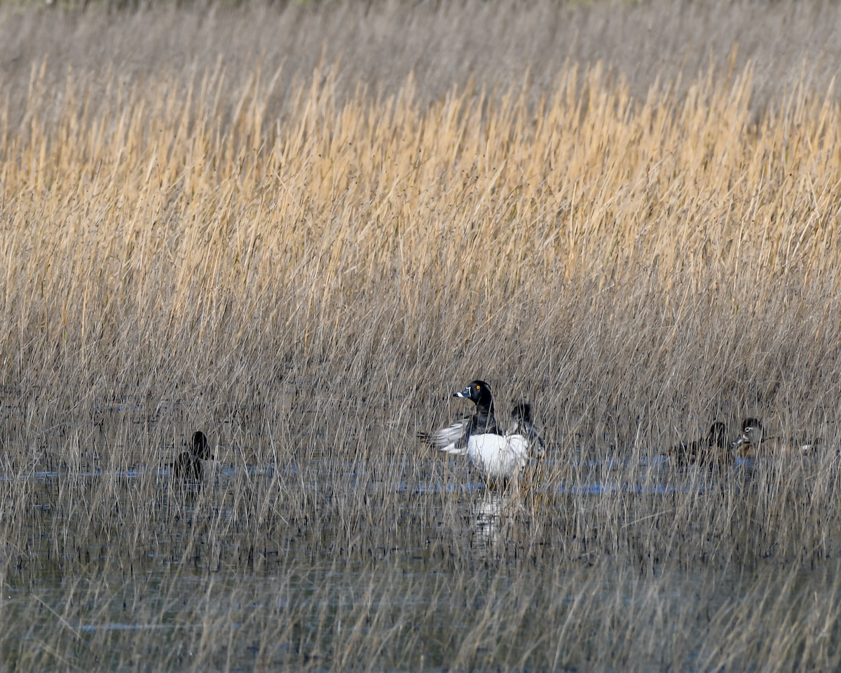 Ring-necked Duck - ML613463230