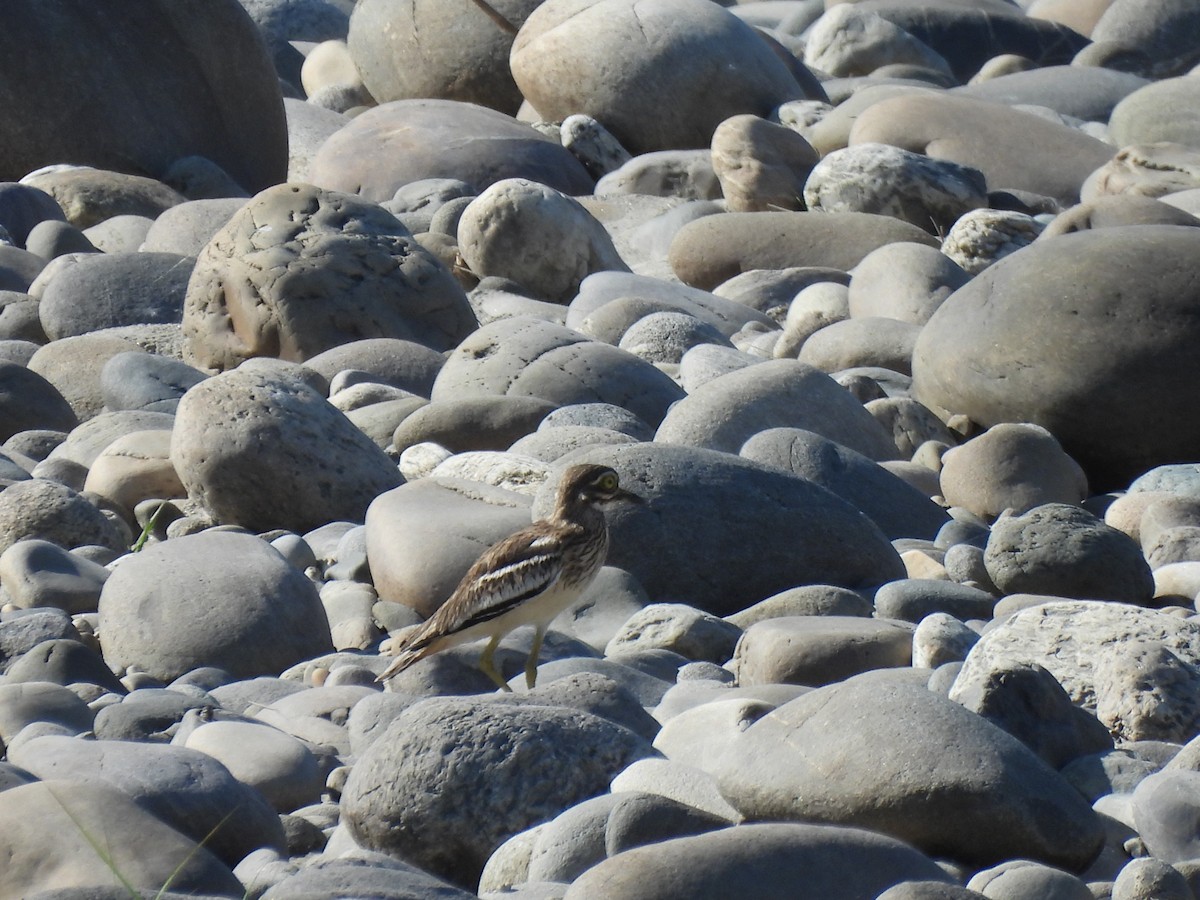 Indian Thick-knee - ML613463239