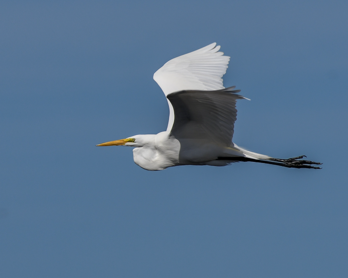 Great Egret - ML613463242