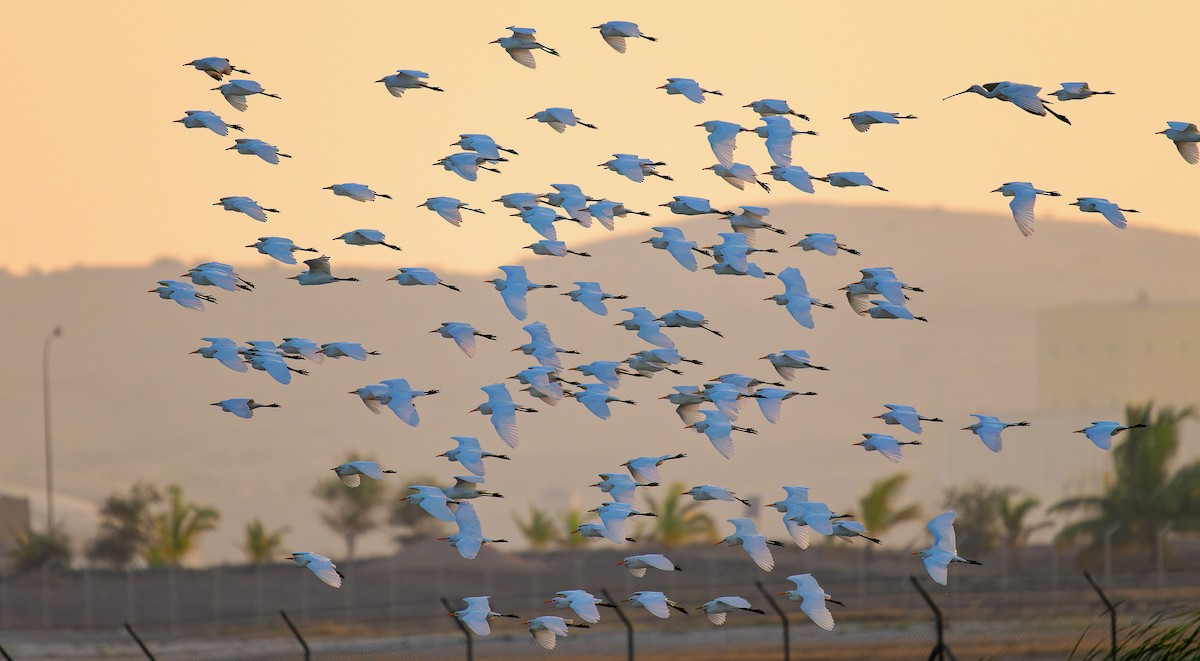 Western Cattle Egret - ML613463252