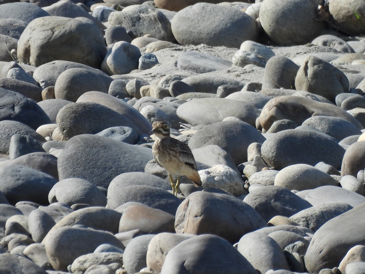 Indian Thick-knee - ML613463257