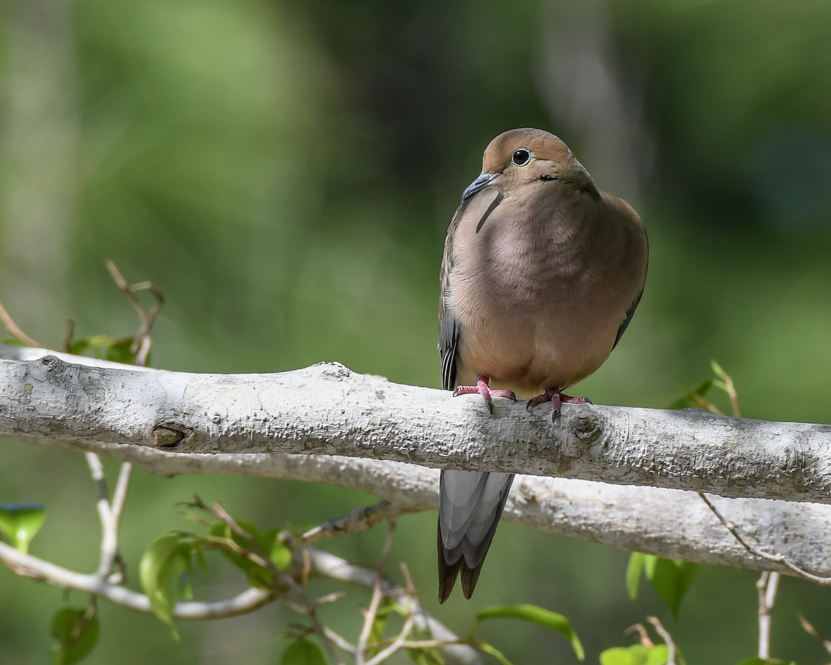 Mourning Dove - ML613463259