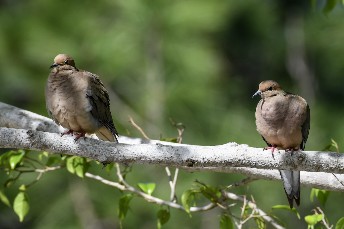 Mourning Dove - Erik Martin