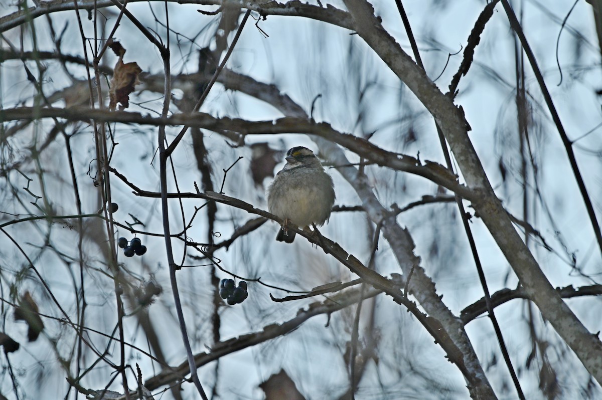 White-throated Sparrow - ML613463274