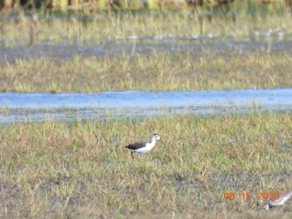 Cigüeñuela Cuellinegra - ML613463328