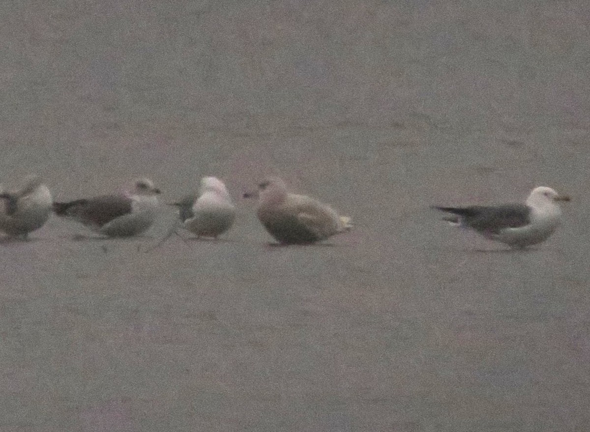 Glaucous Gull - Denis Dujardin