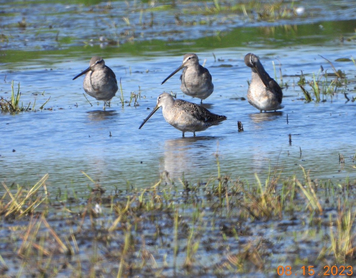 Long-billed Dowitcher - ML613463348