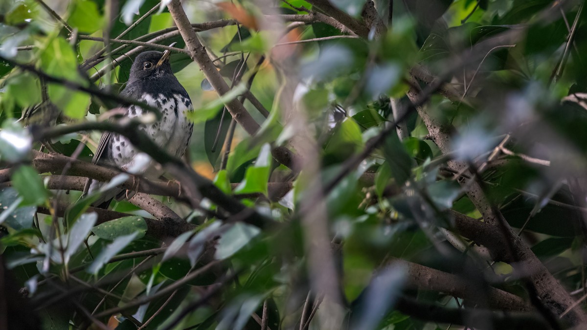 Japanese Thrush - ML613463370