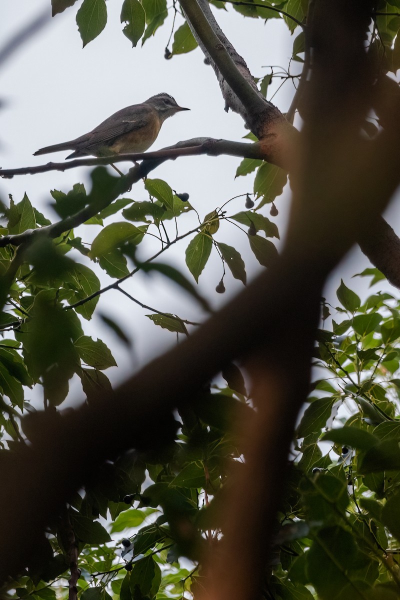 Eyebrowed Thrush - ML613463380