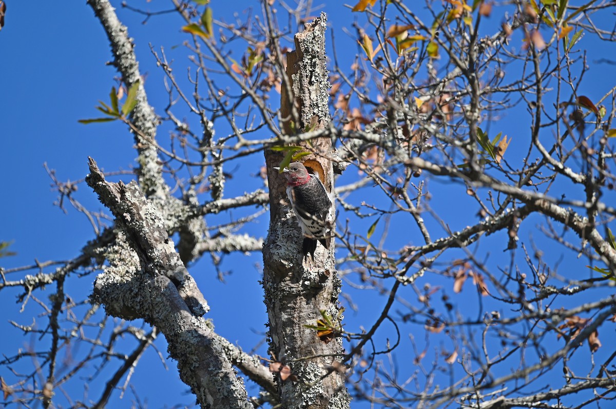 Red-headed Woodpecker - ML613463385