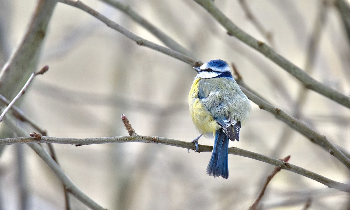 Eurasian Blue Tit - ML613463394