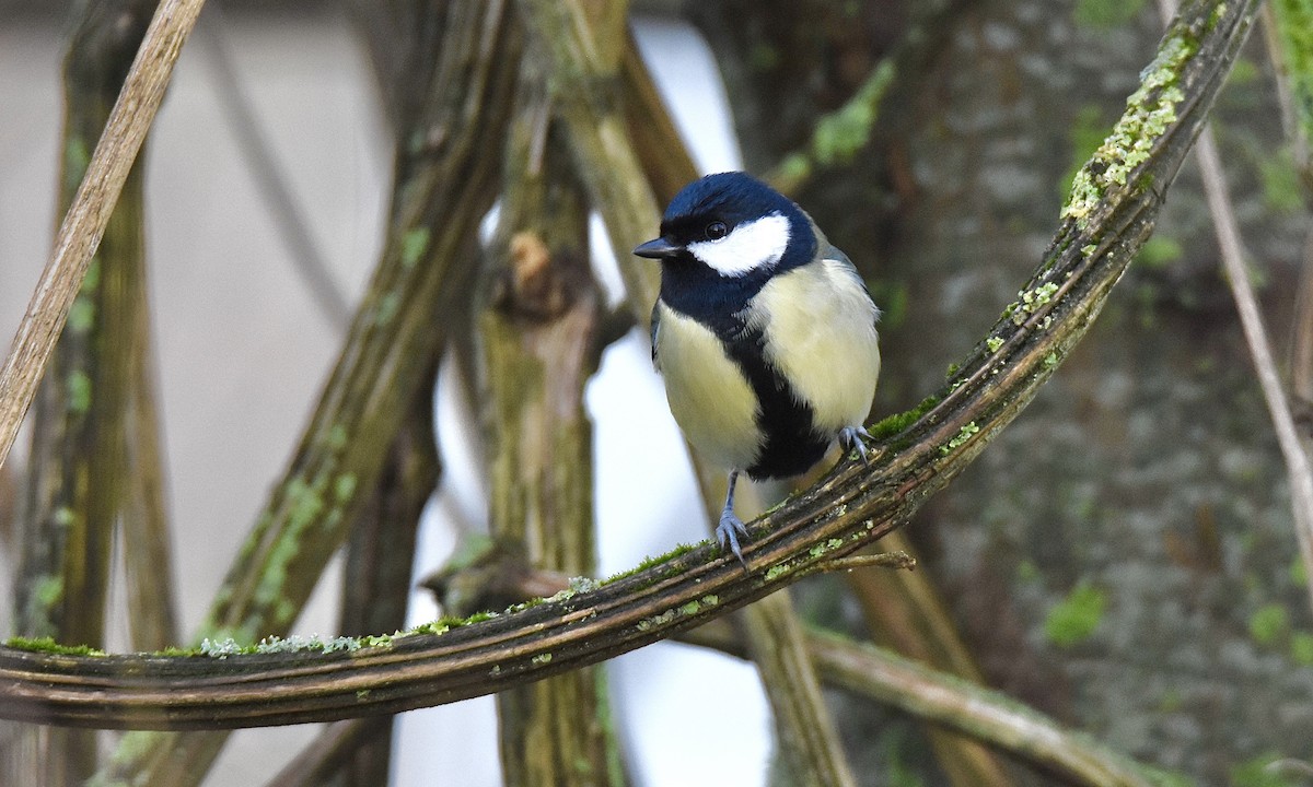 Great Tit - ML613463396